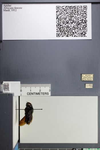 Media type: image;   Entomology 534799